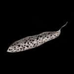sally leaf